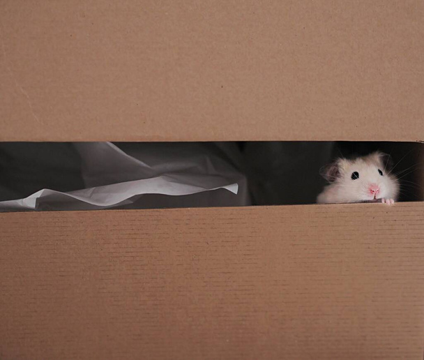 Roztomilý bílý křeček hledá s ostýchavostí ven z krabice - Fotografie, Obrázek