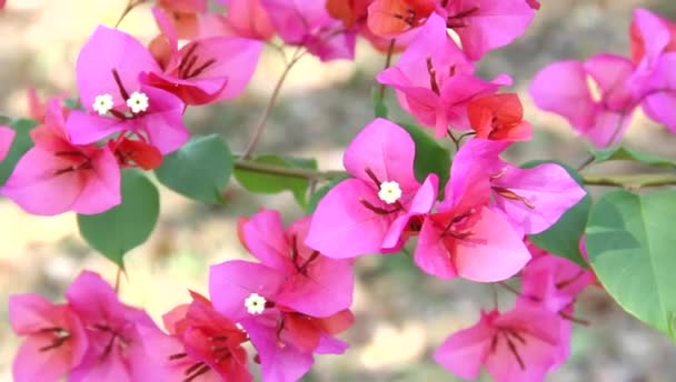 Prachtige roze-oranje Bougainvillea of Papier bloemen in siertuin. Het heeft roze-oranje bloemblaadjes en kleine witte bloemen in het midden. Ze zwaaien door de wind. Thailand Phrae. - Video