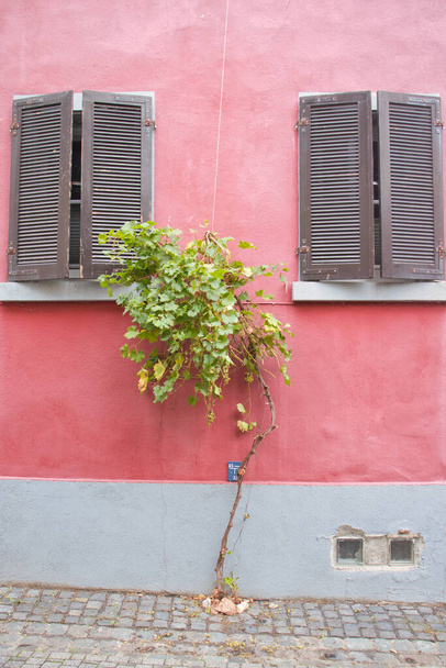 Kleine boom die groeit tussen twee ramen met luiken op een roze huis in Florsheim Dalsheim, Duitsland. - Foto, afbeelding