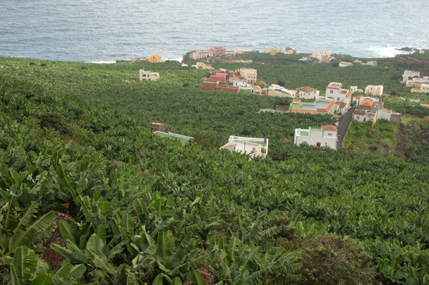 Банановая плантация вдоль побережья. Сан-Андрес и соусы. Ла Пальма. Канарские острова. Испания. - Фото, изображение