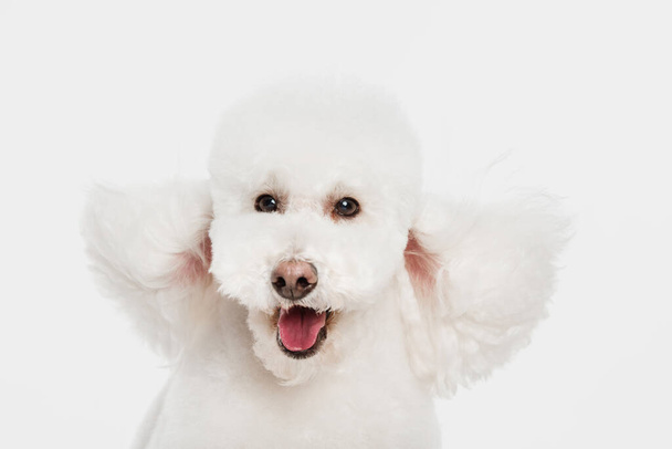 Close-up portret van witte poedel hond geïsoleerd over witte achtergrond. - Foto, afbeelding