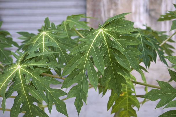 Carica papaya fresh leaves - Photo, Image