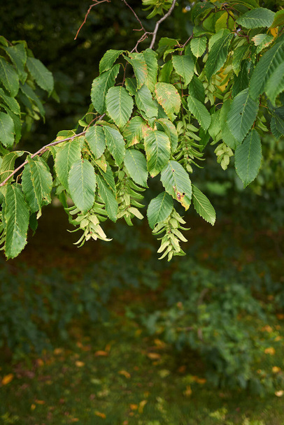 Näkymä Carpinus betulus puusta - Valokuva, kuva