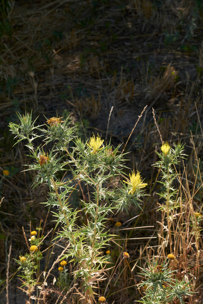 Uitzicht op Carthamus lanatus plant - Foto, afbeelding