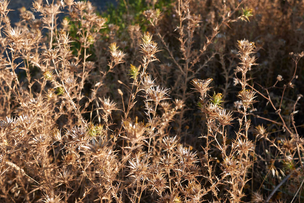 Carthamus lanatus dry plant - Photo, Image