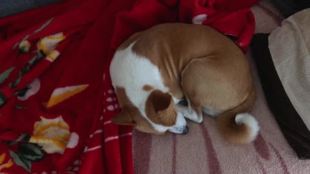 Зрелая собака басэндзи сладко спит в человеческой постели - Кадры, видео