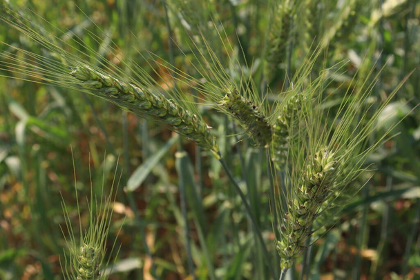 Зеленый цвет пшеницы крупным планом на фирме для сбора урожая - Фото, изображение