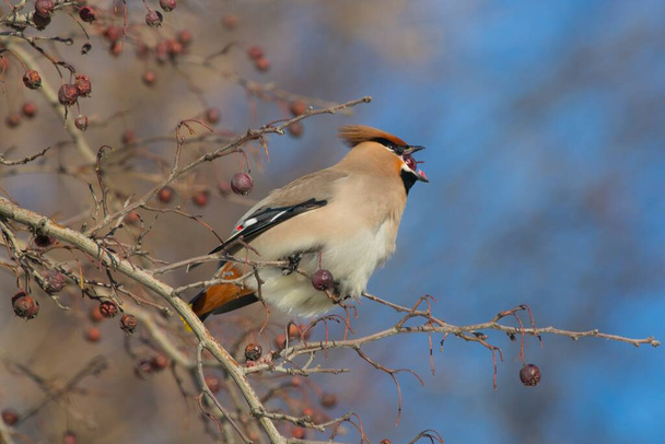 birds feed on dry berries in winter - Photo, Image