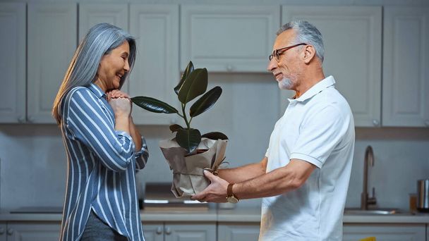side view of smiling senior man presenting plant to amazed asian wife - Photo, Image