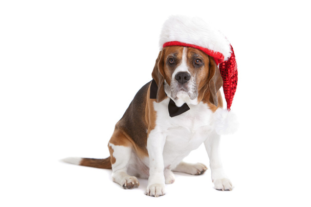 Cute beagle in christmas spirit - Foto, Bild