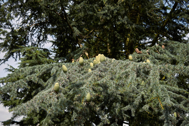 View of Cedrus libani branches - Photo, Image