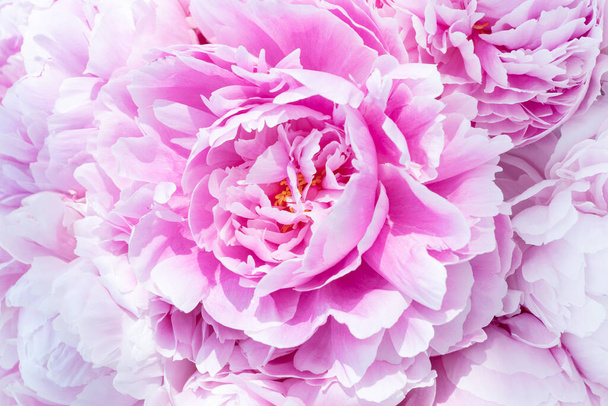 Nahaufnahme einer riesigen rosa Pfingstrosenblüte mit sanften Blütenblättern. Kopierraum, Grüße Konzept. Glückwunsch mit Frauen, Muttertag, Geburtstag, Hochzeit. - Foto, Bild