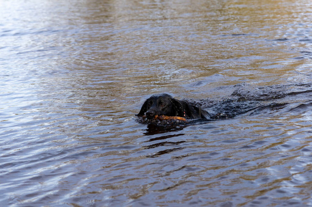 чорний мокрий лабрадор ретривер собака плаває у воді з дерев'яною палицею в роті
 - Фото, зображення