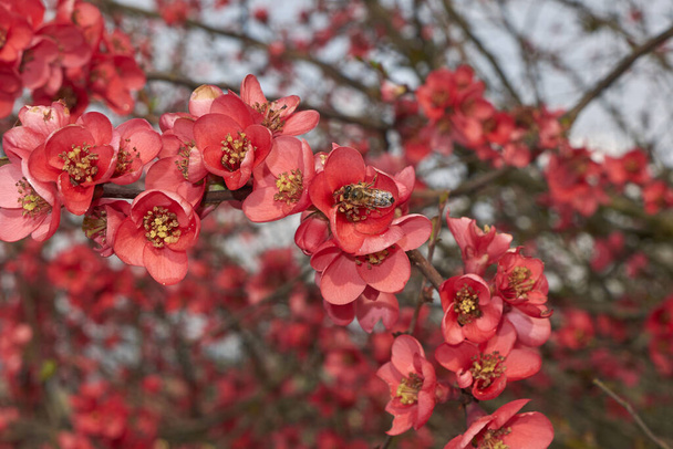 Chaenomeles speciosa arbusto con flores rojas rosadas - Foto, Imagen