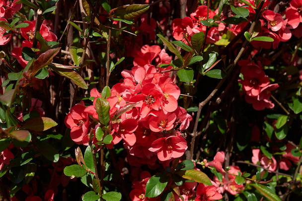 Arbusto Chaenomeles speciosa com flores vermelhas rosa - Foto, Imagem