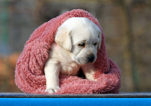 a sweet nice yellow labrador puppy on the blue background - Photo, Image