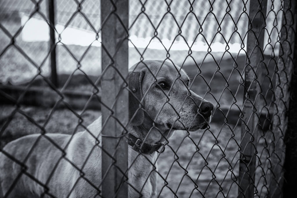 Σκύλος σε κλειστό κυνοτροφείο, εγκαταλελειμμένα ζώα, κακοποίηση - Φωτογραφία, εικόνα