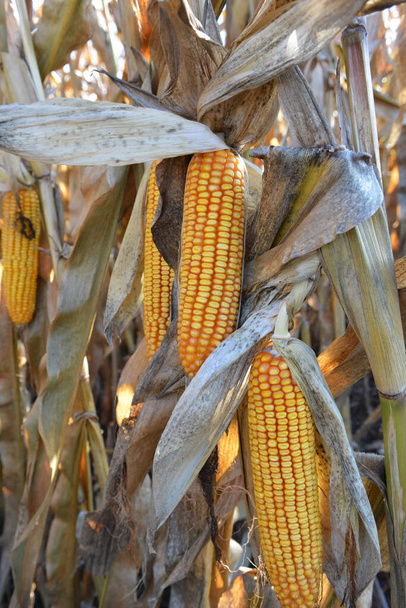 Початок, созревший в поле на стебле кукурузы - Фото, изображение