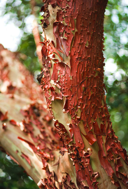 Platanın kabuğunun dokusu, Chinara ağacı. Düzlem ağacı dokusu kapat.  - Fotoğraf, Görsel