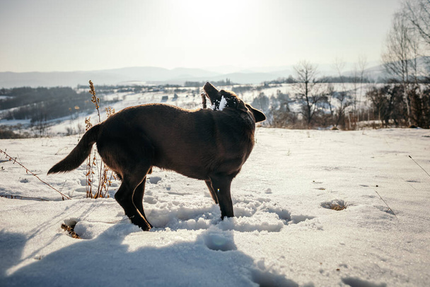 A horse is standing in the snow a Labrador - Photo, Image