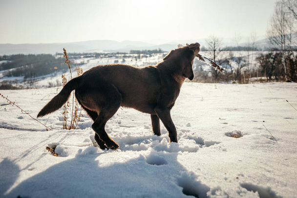 A dog standing on top of a snow covered field - Photo, Image