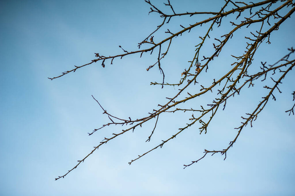 Гілки мертвого дерева на фоні блакитного неба
 - Фото, зображення