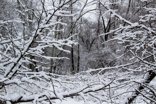 Дерево гілки зі снігом на ньому. Прекрасні чорні гілки перед лісом. Голі дерева зі снігом
 - Фото, зображення