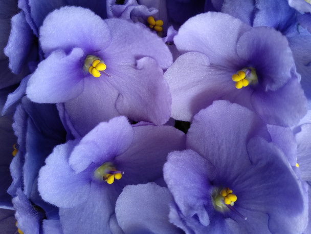 Violettes africaines lilas pour fond naturel - Photo, image