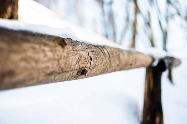 huş ağacı gövdeleri karda - Fotoğraf, Görsel
