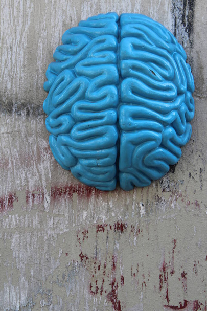 El cerebro en la pared - Órgano principal del sistema nervioso central - Foto, imagen