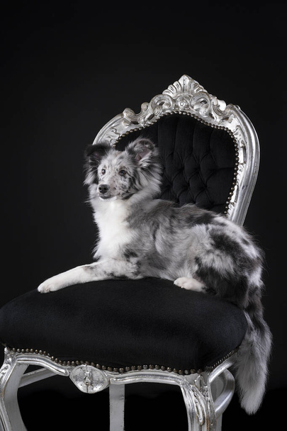 黒の背景を持つバロック様式の椅子に座ってかわいい若いシェトランドの羊の子犬 - 写真・画像