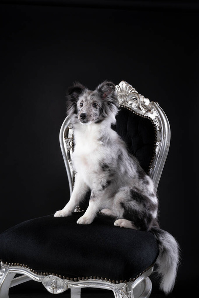 黒の背景を持つバロック様式の椅子に座ってかわいい若いシェトランドの羊の子犬 - 写真・画像