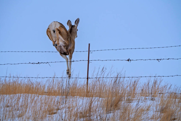 Sasktchewan Canada Deer in extreme cold temperatures - Photo, Image