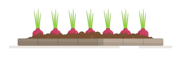 Een bed van uien en radijsjes. Vector illustratie van het planten van zaailingen in de moestuin. Het werk van een tuinman.   - Vector, afbeelding