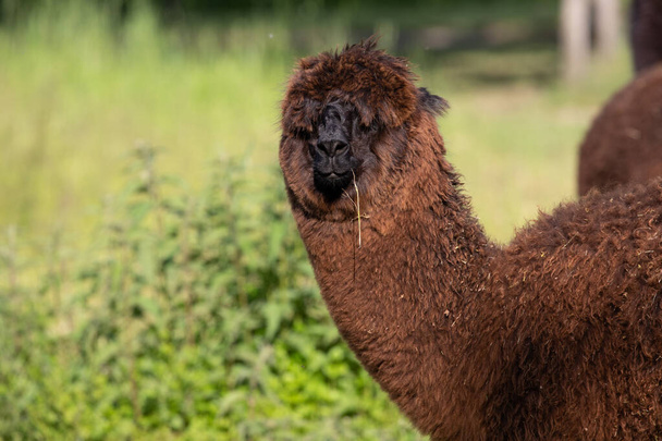 divertido marrón rojo alpaca mira directamente a la cámara, el animal está cubierto de paja, en el día sin gente - Foto, imagen