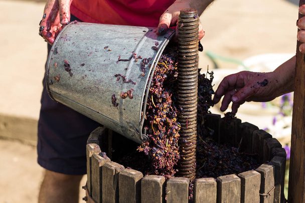 El enólogo vierte materias primas en la prensa. Producción de vinos tradicionales italianos, trituración de uvas. - Foto, imagen