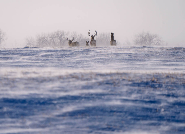 Sasktchewan Canada Deer in extreme cold temperatures - Photo, Image
