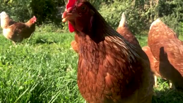 Σμήνος κόκκινων κοτόπουλων ελεύθερης βοσκής στο γρασίδι κοντά στην κάμερα - Πλάνα, βίντεο