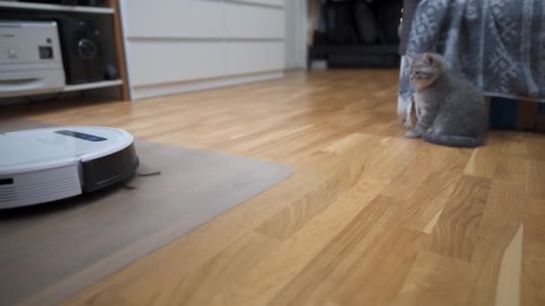 Tecnologías inteligentes para limpiar animales domésticos. Aspirador robot blanco redondo limpia el suelo mientras que el gatito heterosexual escocés gris juega sin preocupaciones en casa. Pequeño gato y aspiradora robótica en la habitación - Imágenes, Vídeo