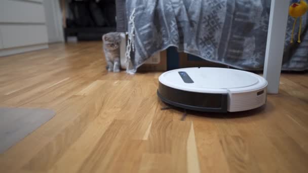 Schoonmaakthema, slimme technologie en huisdieren. Automatische robot stofzuiger reinigt de kamer, terwijl grijze Scotch kitten wordt gespeeld thuis. Cat on robotic stofzuiger in huis. Automatische reiniging thuis - Video