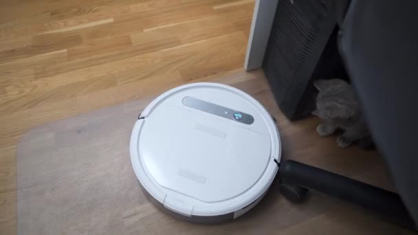 Tema de limpieza, tecnología inteligente y mascotas. La aspiradora automática robot limpia la habitación, mientras que el gatito escocés gris se juega en casa. Gato en aspiradora robótica en casa. Limpieza automática del hogar - Imágenes, Vídeo
