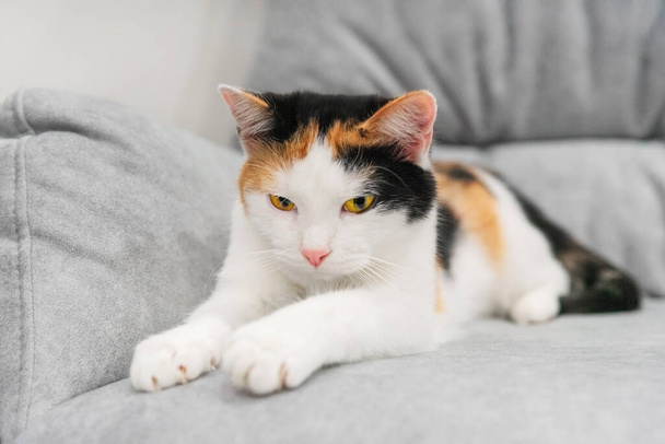 Carino gattino tricolore affila artigli sulla sedia - Foto, immagini