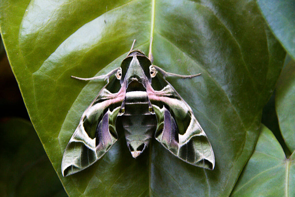 Close-up van Oleander Hawk-vlinder op groen blad - Foto, afbeelding