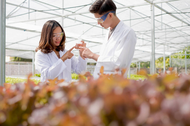 Hydroponics, dos científicos asiáticos, probó los estándares y recolectó datos químicos de las verduras orgánicas cultivadas usando hidropónicos en el vivero.. - Foto, Imagen