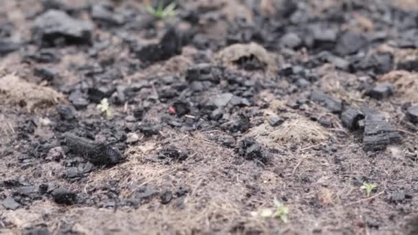Zahradní záhony jsou posypány uhlím, aby se před výsadbou hnojila půda. - Záběry, video