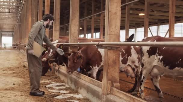 Vista lateral larga tiro de agricultor caucasiano masculino vestindo macacão de trabalho e luvas, em pé por vaqueiro, tentando acariciar vaca marrom e branca - Filmagem, Vídeo