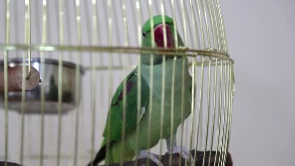 zöld papagáj - Felvétel, videó