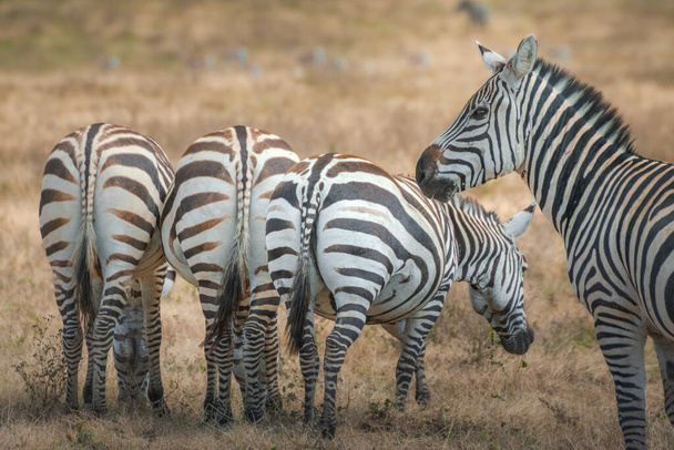 Zebra herd (Equus zebra) at grassland conservation area of Ngorongoro crater.野生生物サファリの概念。タンザニア。アフリカ - 写真・画像