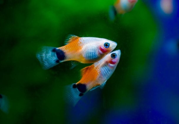 Рыбы пресноводного аквариума, южные платиновые рыбы, синие, красные и смокинги обыкновенные платиновые, или лунные рыбы (Xiphophorus maculatus) - Фото, изображение