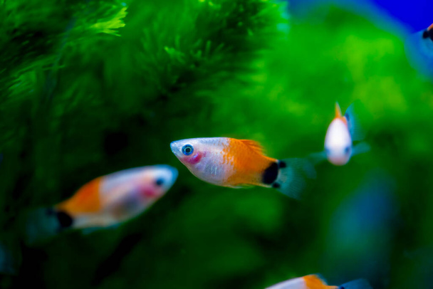 Freshwater aquarium fish, Southern platyfish, blue, red and tuxedo common platy, or moonfish (Xiphophorus maculatus) - Photo, Image